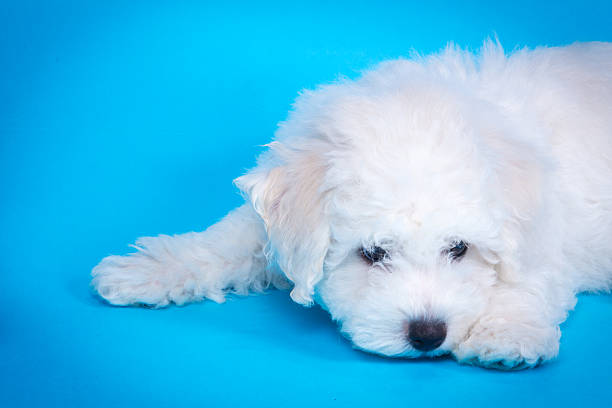 Cute puppy on blue background stock photo