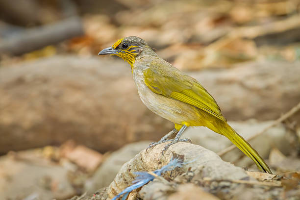Side of Stripe-throated bulbul bird