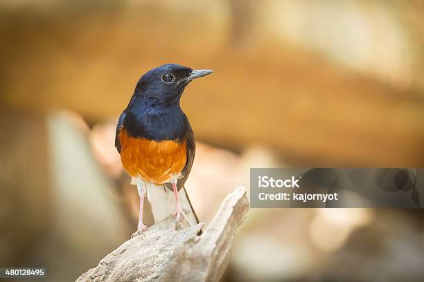 Male Whiterumped Shama Stock Photo - Download Image Now - Animal, Animal Body Part, Animal Wildlife