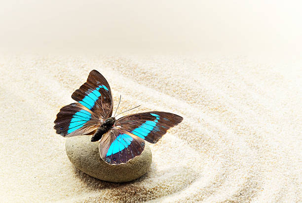 istock Butterfly Prepona Laerte on the sand 480128856