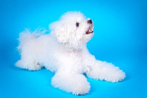 Cute puppy on blue background stock photo