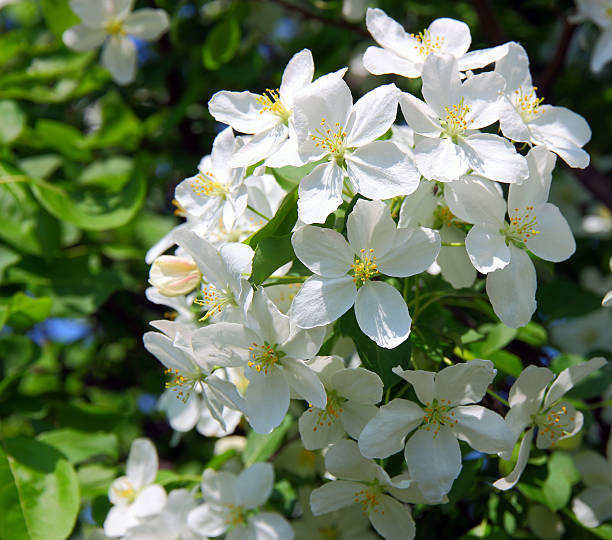 istock apple blossom close-up. White flowers 480128948