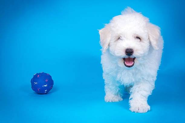 Cute puppy with toy on blue background stock photo