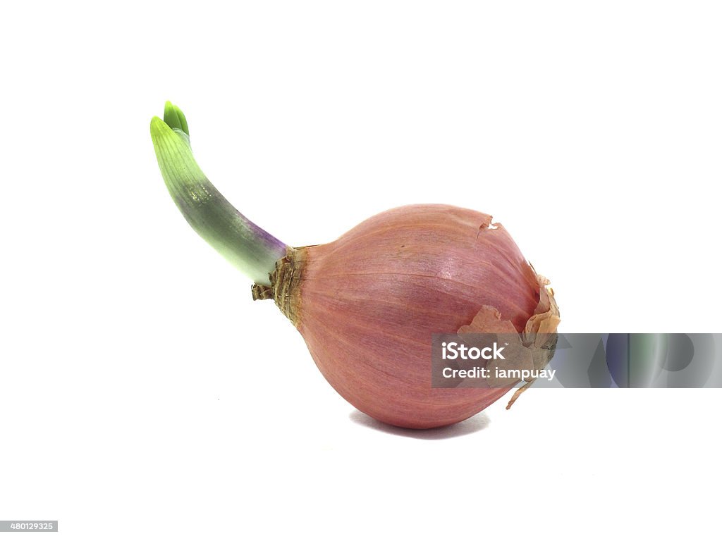 Shallot with leaflet sprout Shallot with leaflet sprout on white background Agriculture Stock Photo