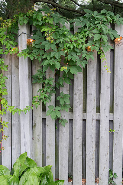 istock Ivy on Grey wooden Fence 480129358