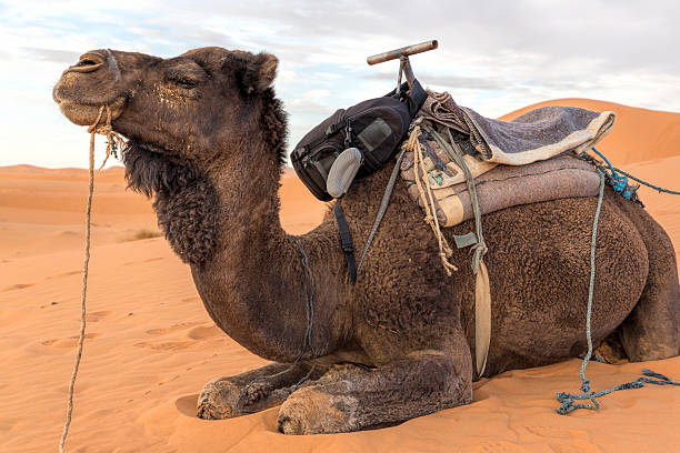 istock Dromedar in Morocco, North Africa 480129373