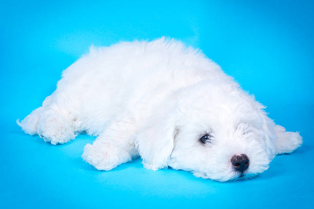 Cute puppy on blue background stock photo