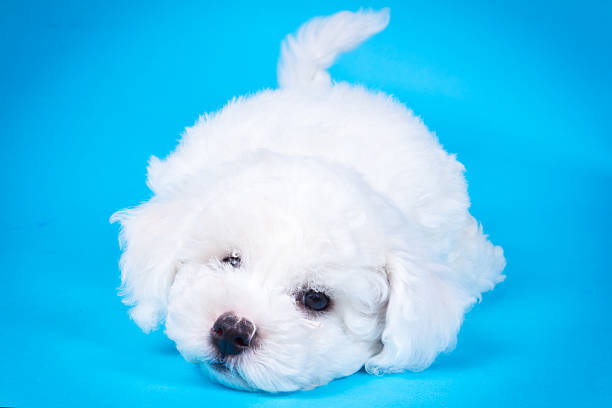 Cute puppy on blue background stock photo
