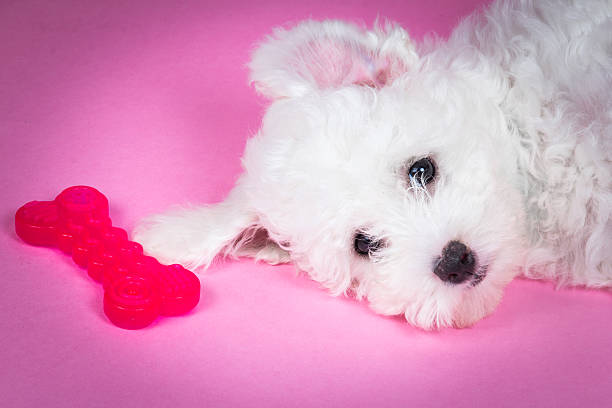 Cute puppy with toy on pink background stock photo