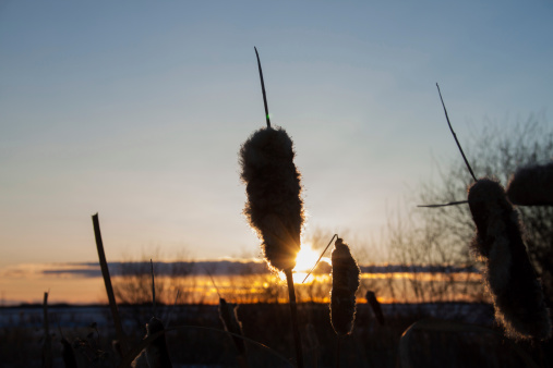 frozen cattails in a snowy scene at sunset in Winter time, in Rural Alberta, Canada