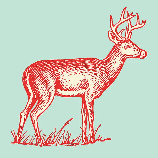 Vector illustration of Profile of a Buck