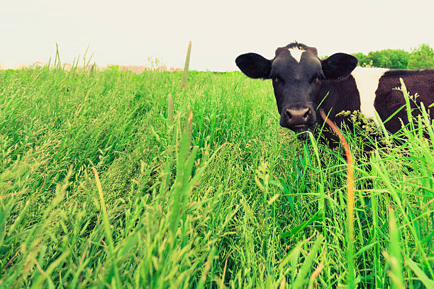istock cow and field of fresh grass 480130838