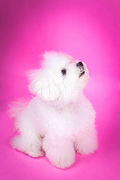 Cute puppy on pink background stock photo