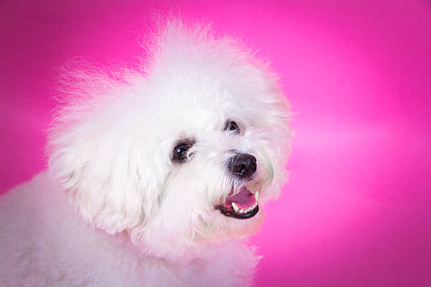 istock Cute puppy on pink background 480130906