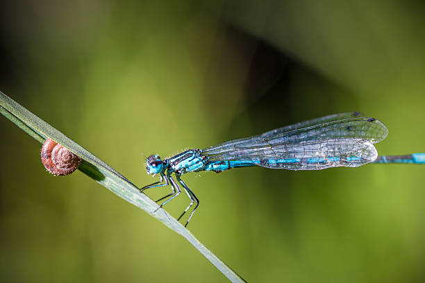 istock Blue Dragonfly insect perched on herb with small snail 480131328