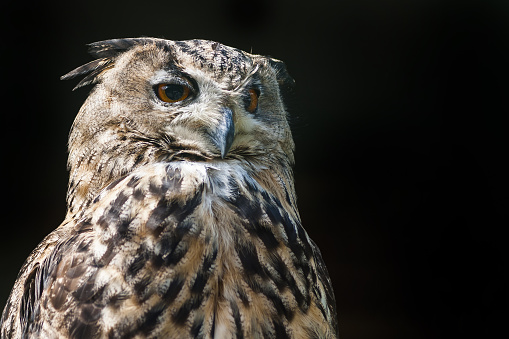 Eurasian eagle-owl closeup