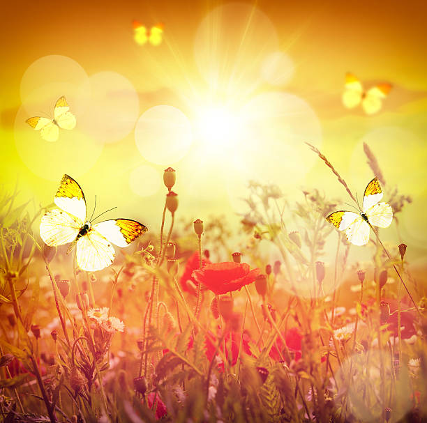 istock butterfly on a summer sunny meadow 480131630