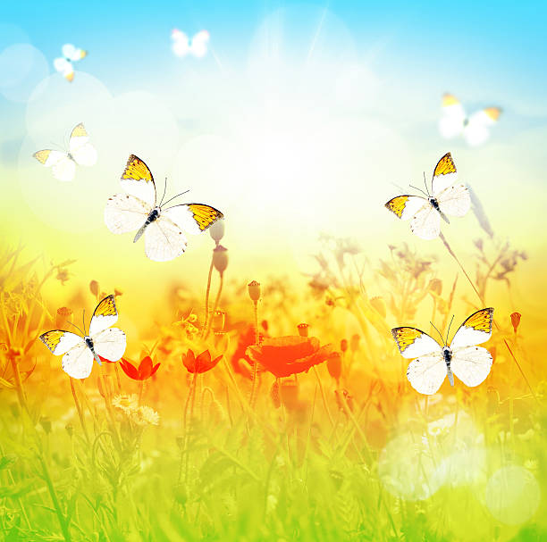istock butterfly on a summer sunny meadow 480131638