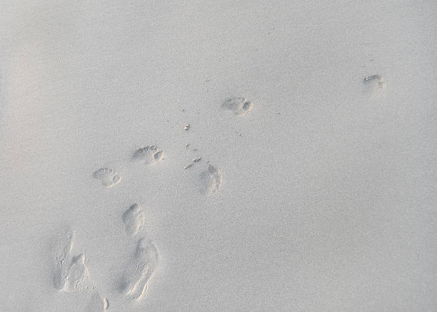 istock Footprints in the Sand at the Beach 480132032