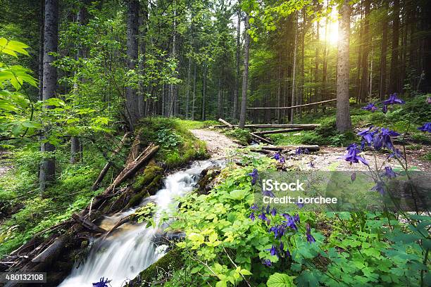 Idyllic Forest Stream Stock Photo - Download Image Now - 2015, Beauty In Nature, Blurred Motion