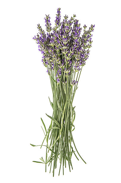 istock Lavender isolated on white background. Fresh provencal flowers 480132122