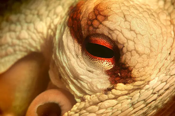 Close up underwater shot of an octopus.