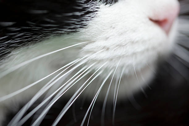 chat délavage façon whiskering, macro vue de côté. - moustaches animales photos et images de collection