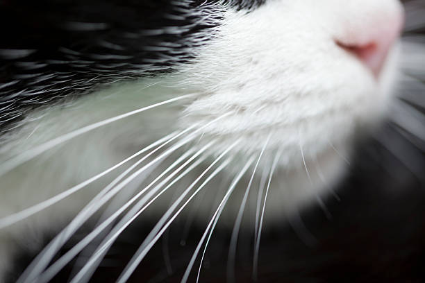 Cat whiskers, macro side view. stock photo