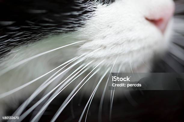 Cat Whiskers Macro Side View Stock Photo - Download Image Now - Animal Whisker, Domestic Cat, Allergy