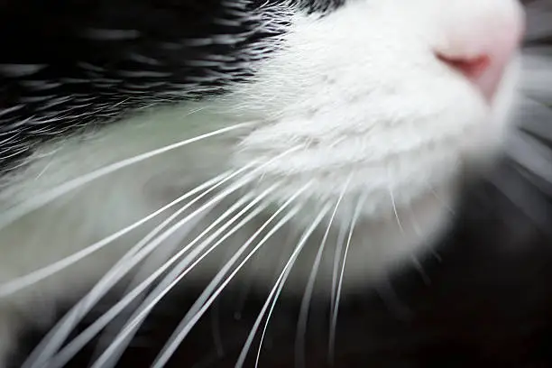 Cat nose and whiskers, macro side view with shallow depth of field, black background.