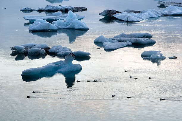 Eider ducks and icebergs A flock of eider ducks swimming along small icebergs in the Jokulsarlon lagoon in Iceland. eider duck stock pictures, royalty-free photos & images