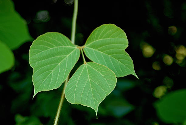 kudzu parte 3 - kudzu fotografías e imágenes de stock