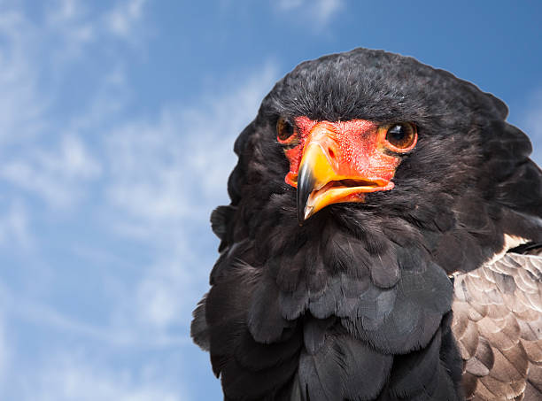 istock Bateleur Eagle, Terathopius ecaudatus, portrait against sky 480133592