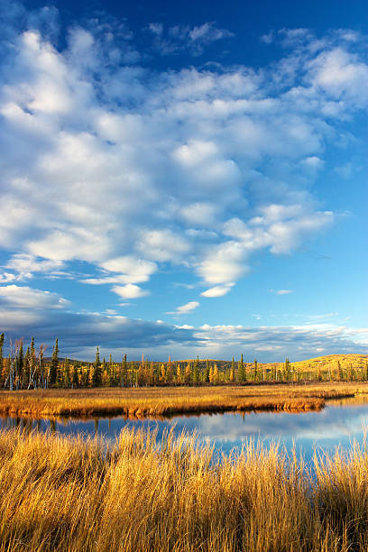 Lake with dry yellow grass Lake near Fairbanks with dry high yellow grass and blue sky with clouds in autumn fairbanks photos stock pictures, royalty-free photos & images