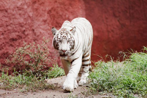White Bengal Tiger In Sao Paulo zoo