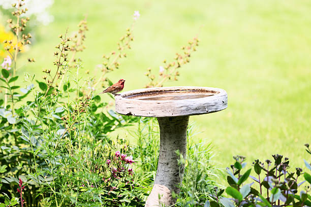 雄メキシコマシコに花のガーデンで小鳥の餌台 - birdbath ストックフォトと画像