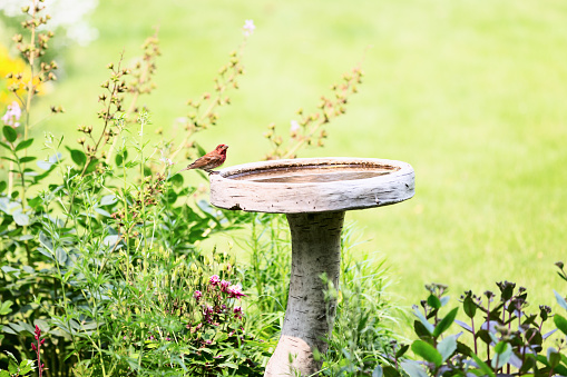 A red male House Finch on a birdbath in a flower garden.