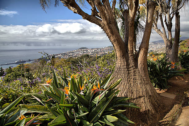 istock Unusual tree in Madeira Botanical Garden 480136197