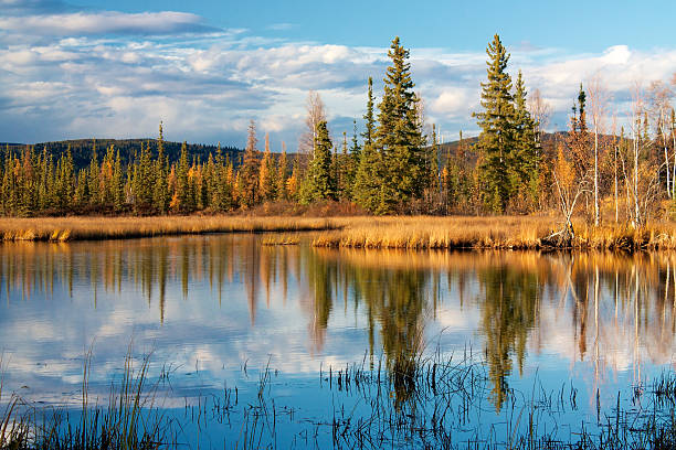 Lake near Fairbanks with dry high yellow grass and trees reflecting in water in autumn