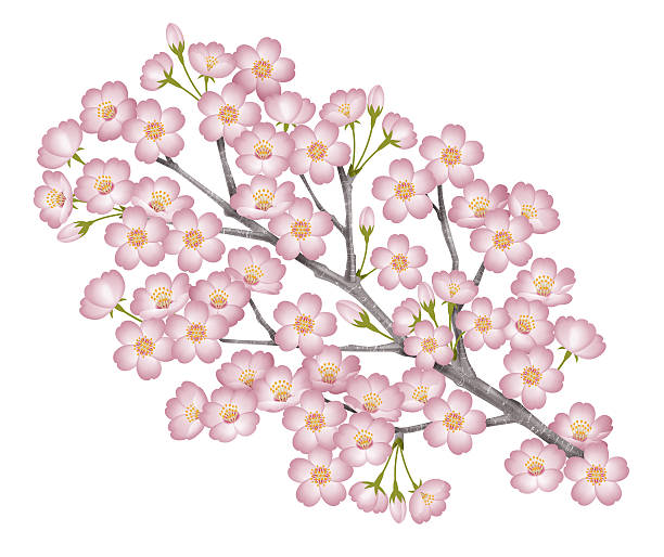 ilustrações de stock, clip art, desenhos animados e ícones de ramos de cereja flores. - cherry blossom blossom single flower isolated