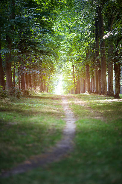 istock path in park alley at summer day 480136414