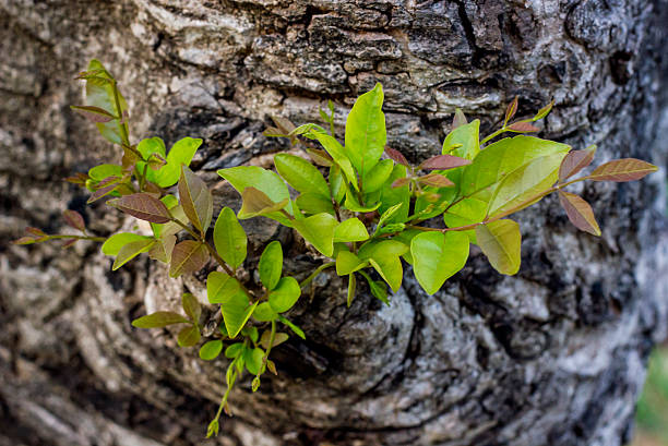 young tree - ecosavy stock-fotos und bilder
