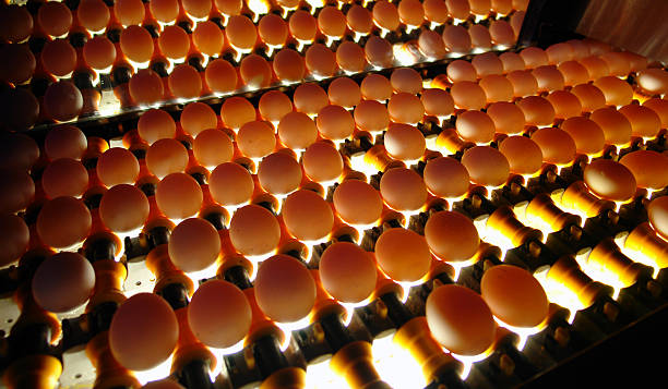 multitude of eggs moving on the production line stock photo