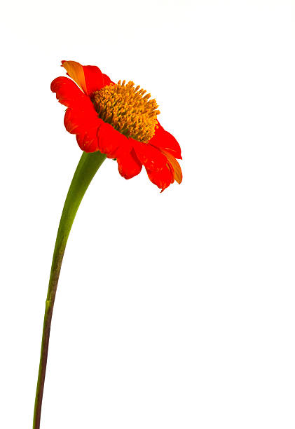 Macrophotography of a marigold.