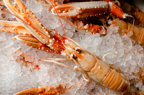 istock fresh scottish langoustine on a bed of crushed ice 480140362