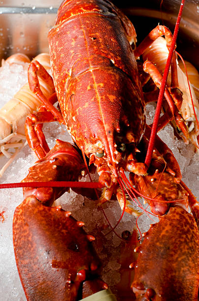 istock Scottish lobster strong red colour on bed of crushed ice 480140364