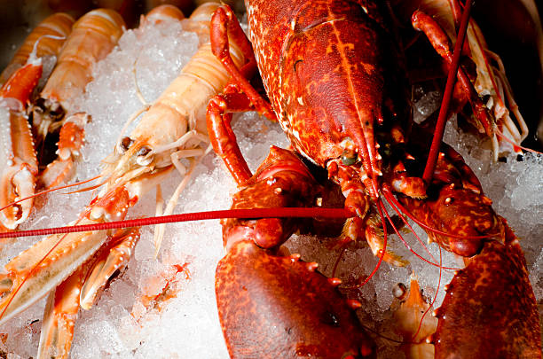 Fine scottish langoustine and lobster on crushed ice