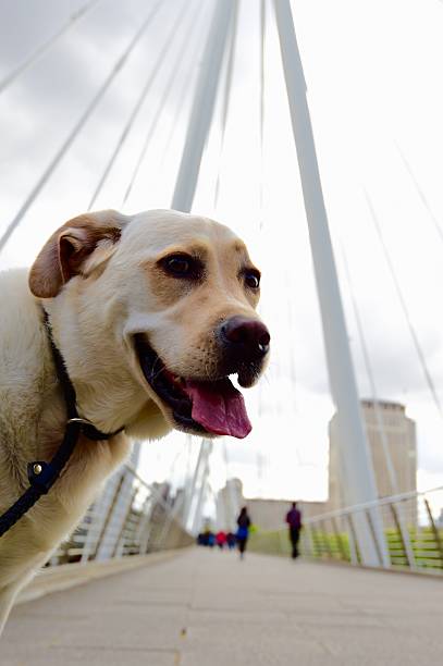 istock Golden Jubilee Bridge, London 480140924
