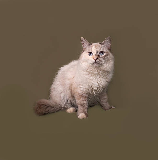 istock Siberian cat seal point sitting on green 480141004