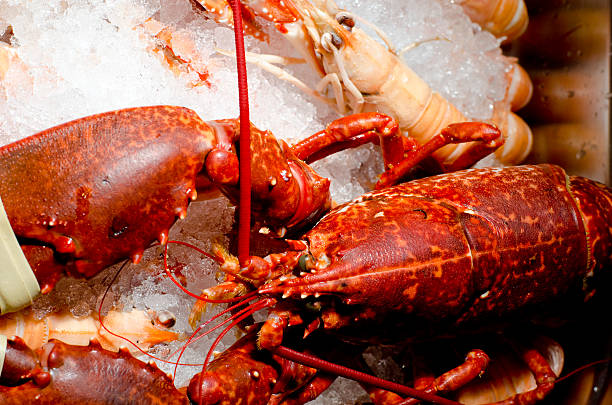 istock lobster nad langoustine on bed of crushed ice 480141222